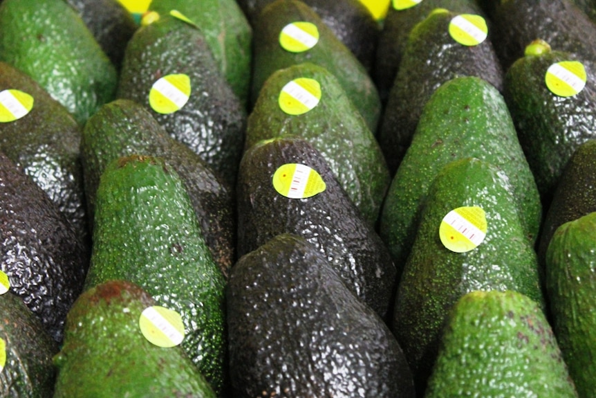 A close-up of avocados with stickers in a tray.