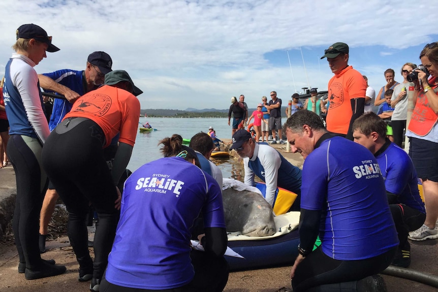 Marine experts gather around a dugong washed up on a beach