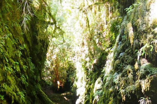 Rainforest glade in Tasmania's  Wilderness World Heritage Area