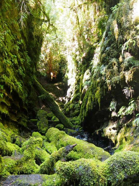 Rainforest glade in Tasmania's  Wilderness World Heritage Area