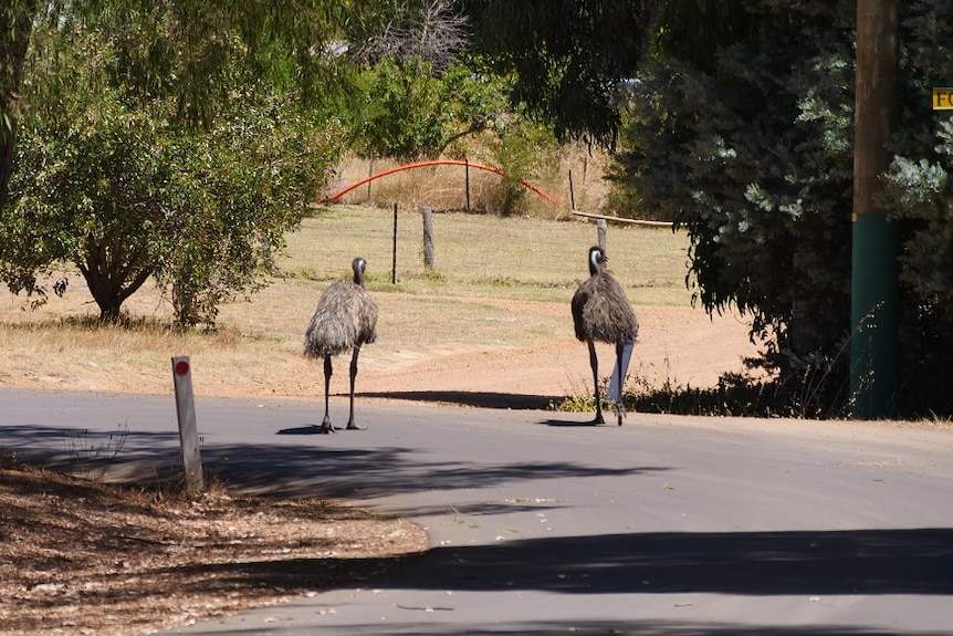 A pair of emus take a leisurely stroll down a leafy street in a lovely-looking WA town.