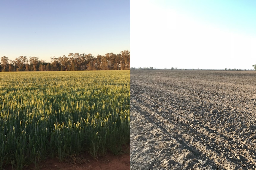 A composite image of their green paddock in 2016 next to a barren, dusty paddock in 2018.