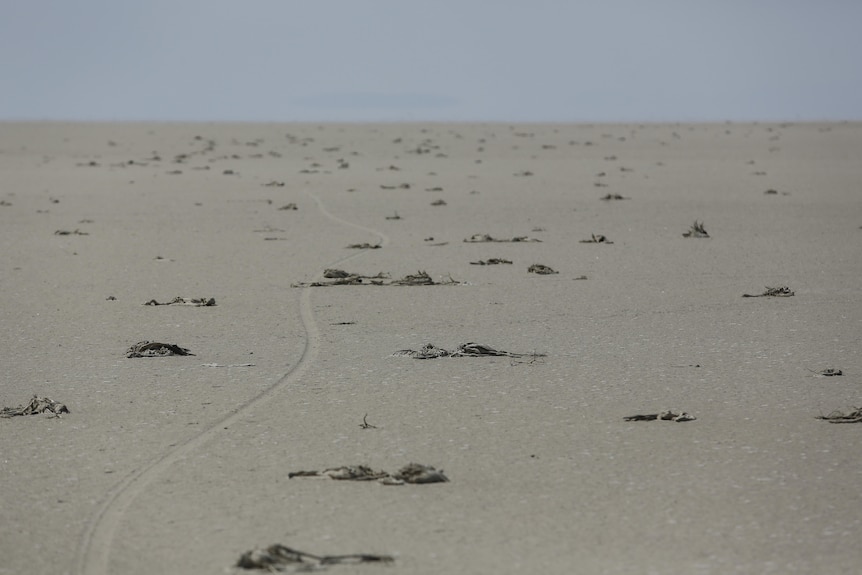 Desert flats with dead flamingo bodies 