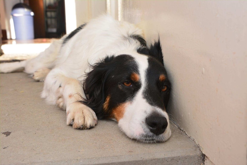 Household pets have complex relationships that extend beyond their friendships.