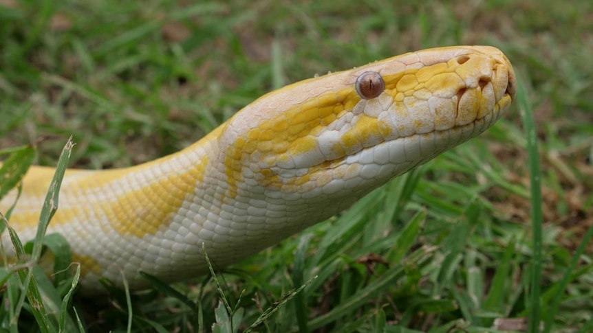 close up of yellow and white headed python