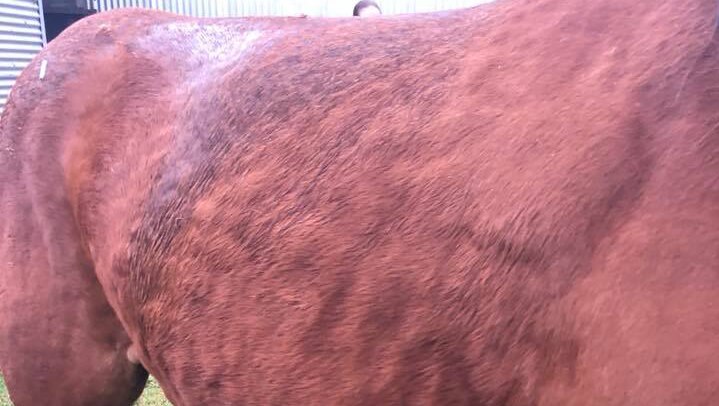 Body of horse covered in welts after hail storm at a property in Queensland's South Burnett region.