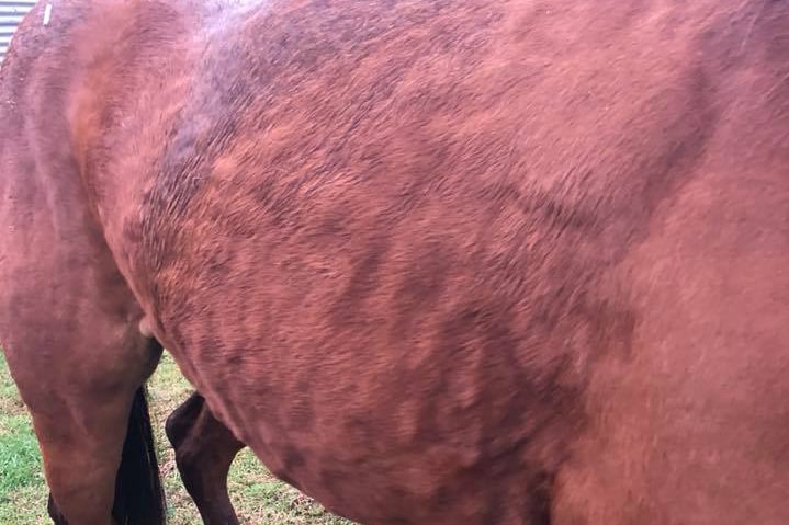 Body of horse covered in welts after hail storm at a property in Queensland's South Burnett region.