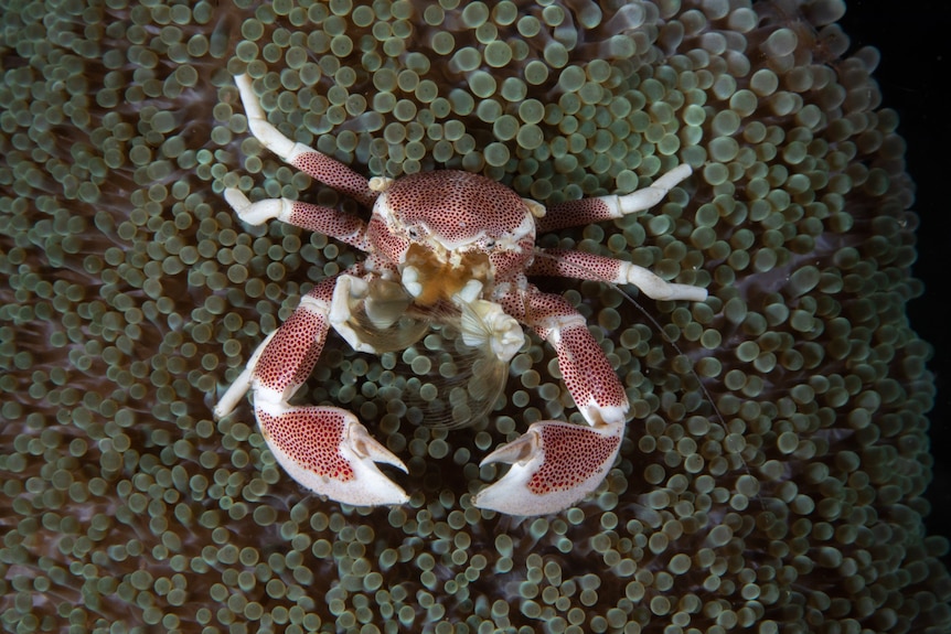 A white and orange crab sitting on a sea anemone