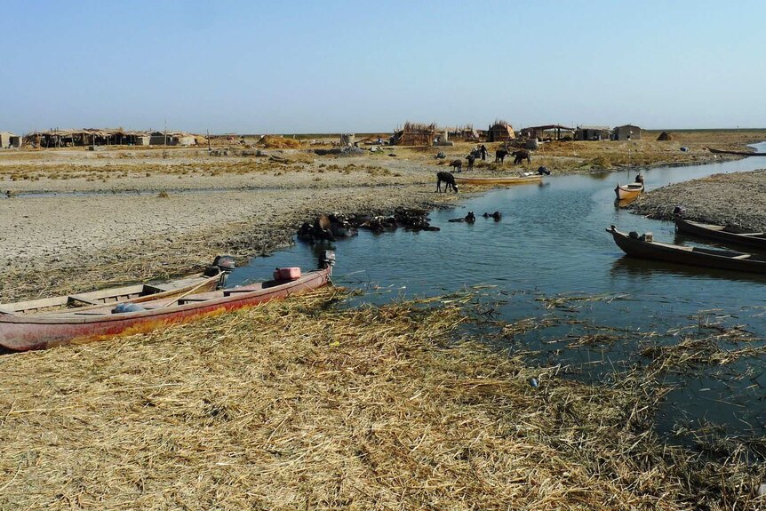 Boats sit on the banks of a mostly dry marsh area as buffalo graze in the background