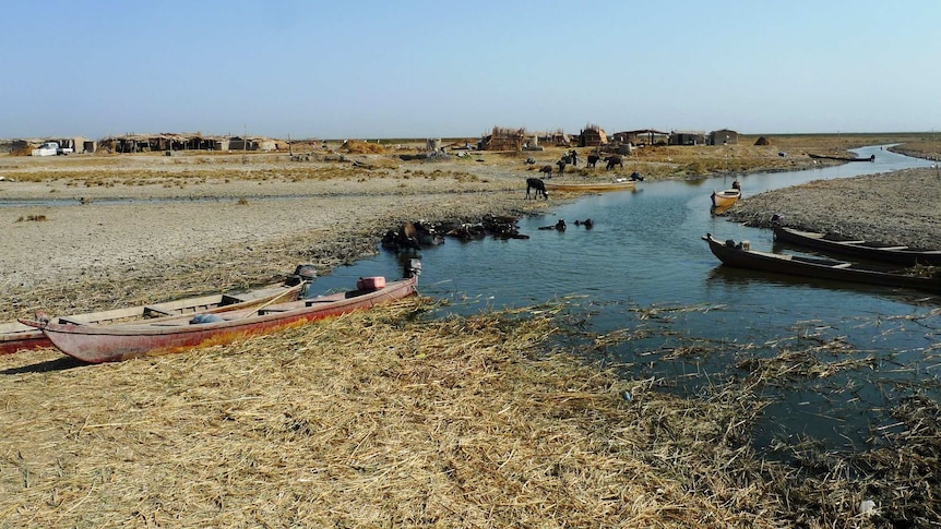 Boats sit on the banks of a mostly dry marsh area as buffalo graze in the background