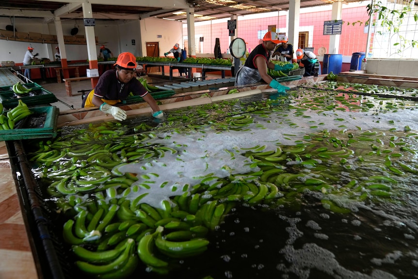 Green bananas float in a pool of water in front of workers in orange hats.
