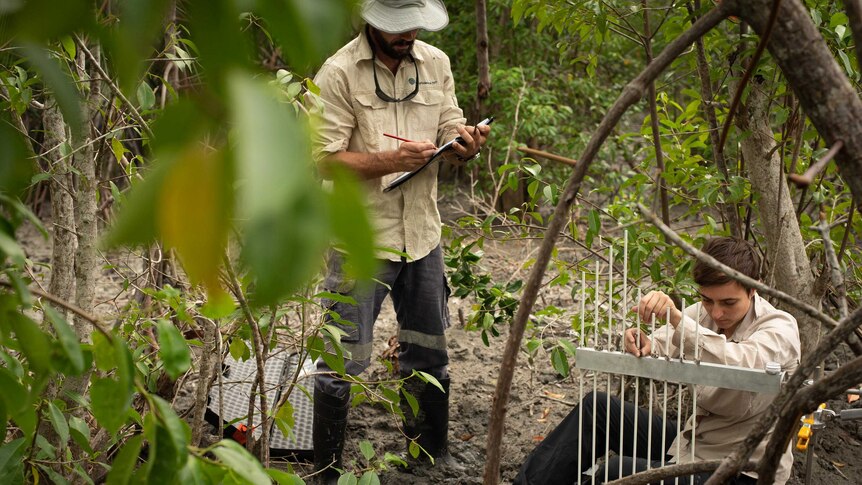 Researchers work in mangroves in Northern Australia