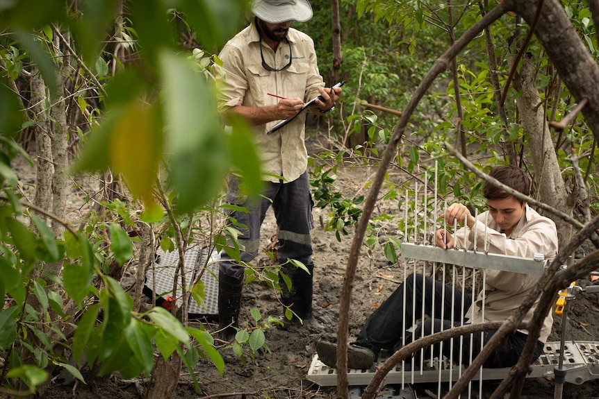 Researchers work in mangroves in Northern Australia