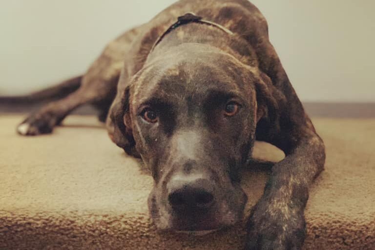 A brown dog lying on carpeted stairs