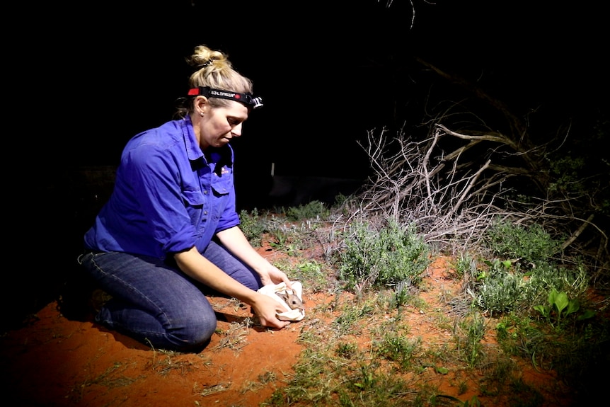 A woman in a purple button-up shirt and a torch headband kneels while releasing a bilby into the wild at night