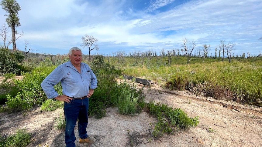 Ian Cane wears a blue shirt and jeans, standing in front of a logging coupe with many trees burnt and dead after the bushfires.