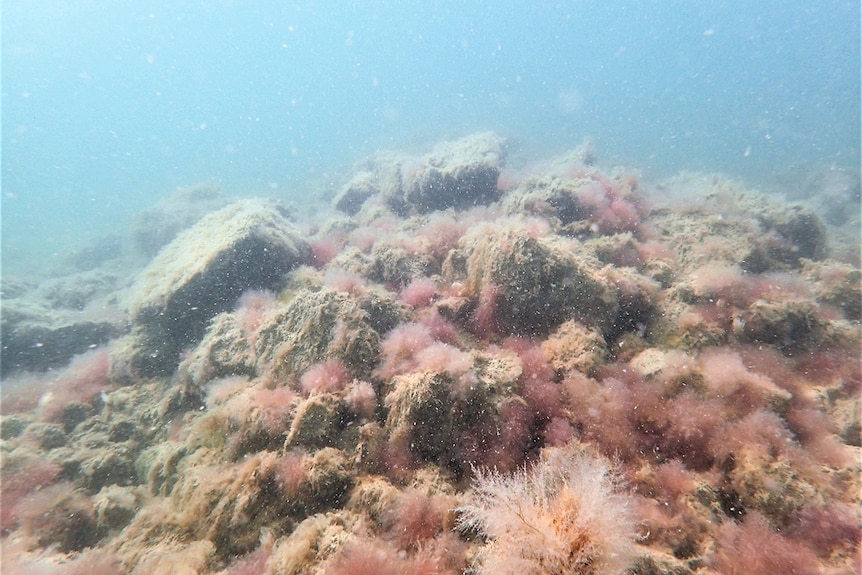 An underwater reef.