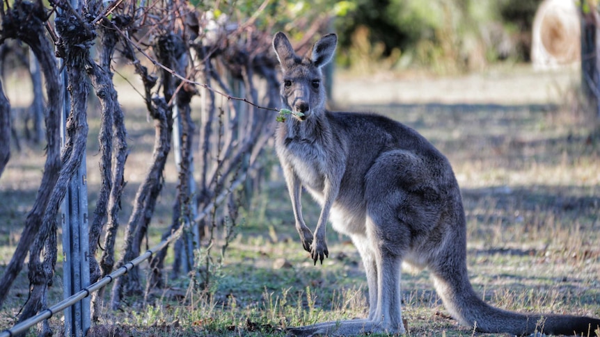 A kangaroo next to bare grape vines.