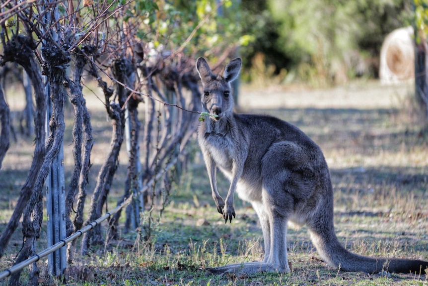 A kangaroo next to bare grape vines.