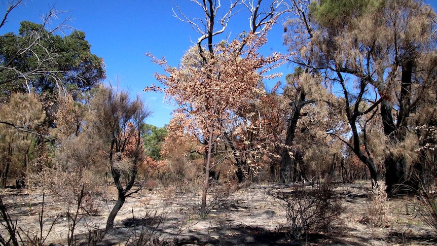 A burnt section of bushland.