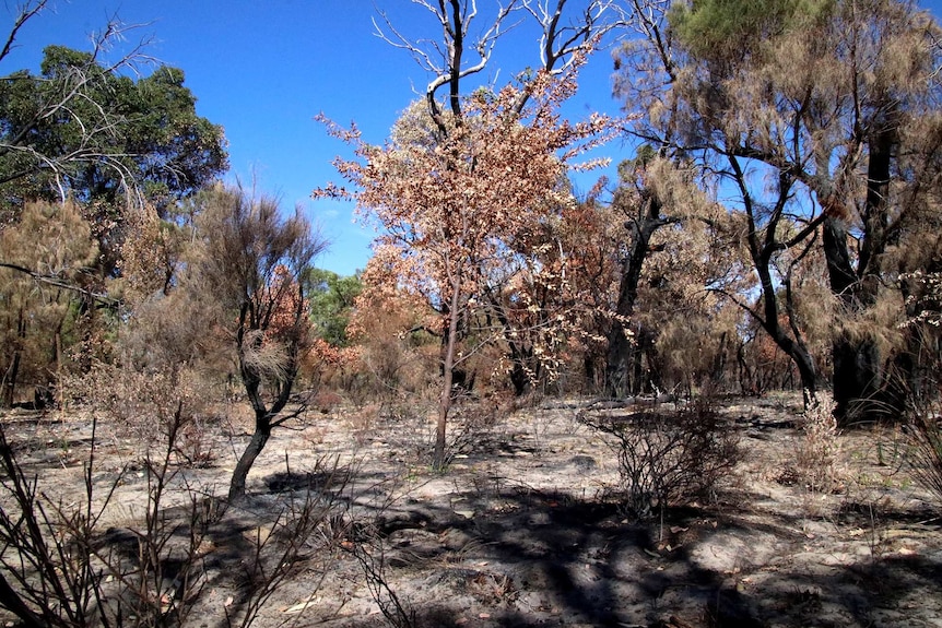 A section of Kings Park left burnt when a fire tore through in January 2018.