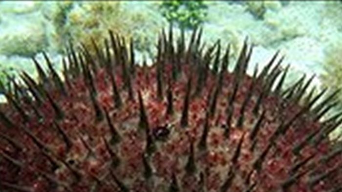 Controlling the crown-of-thorns starfish is proving to be a prickly issue.