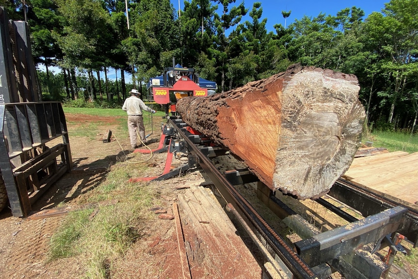 Image of a timber tree being milled. 