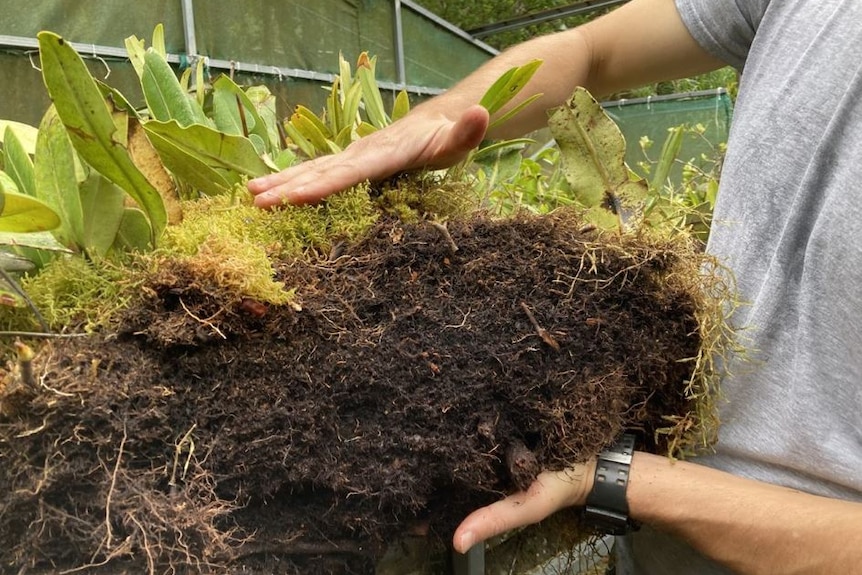 A thick cross section of canopy soil from Monteverde Cloud Forest