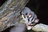 Squirrel glider on a property at Mt Alford near Boonah on Qld's Scenic Rim