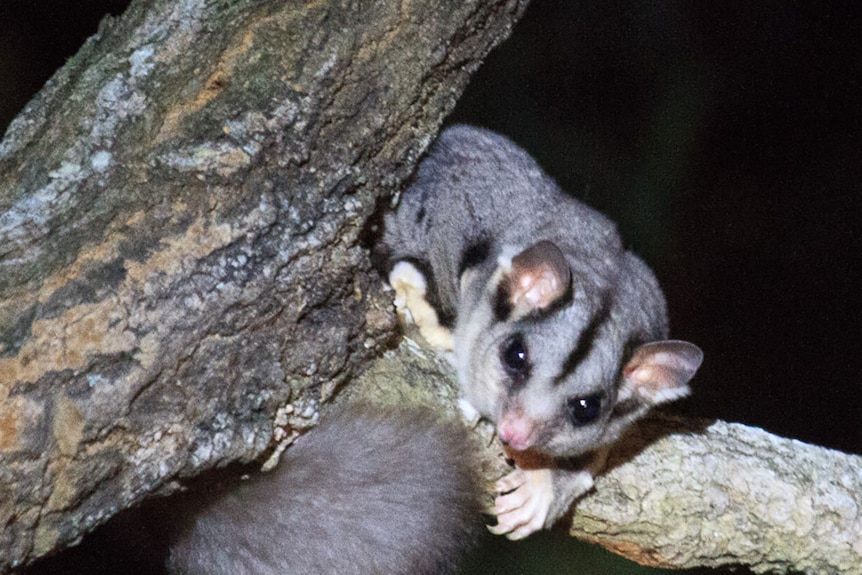 A squirrel glider in a tree at night.