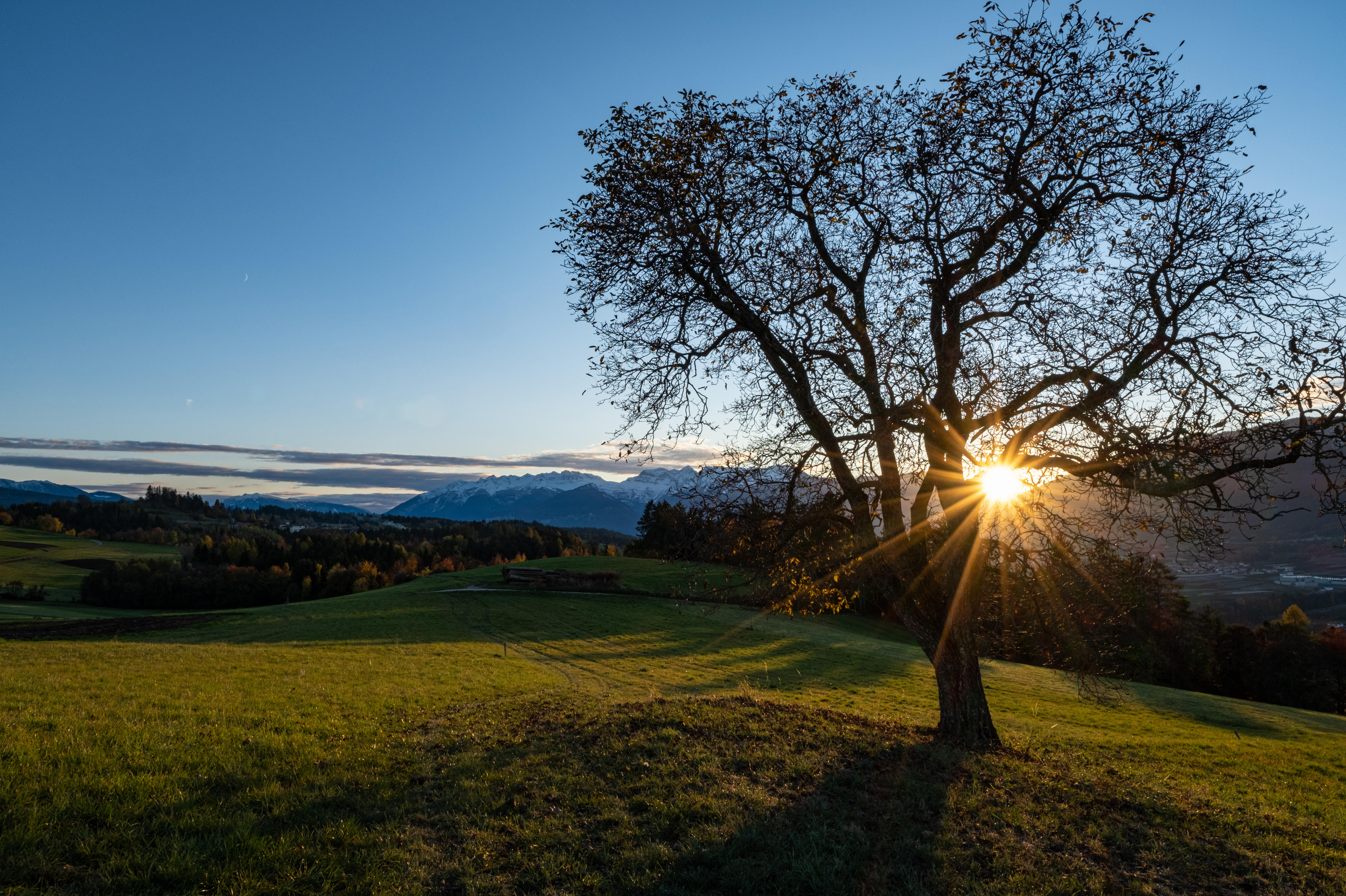 What my quest to acquire a walnut tree taught me about the challenge of ...