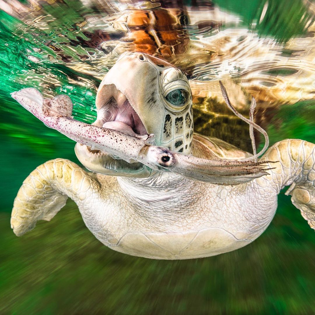 A turtle catches a squid in its mouth.