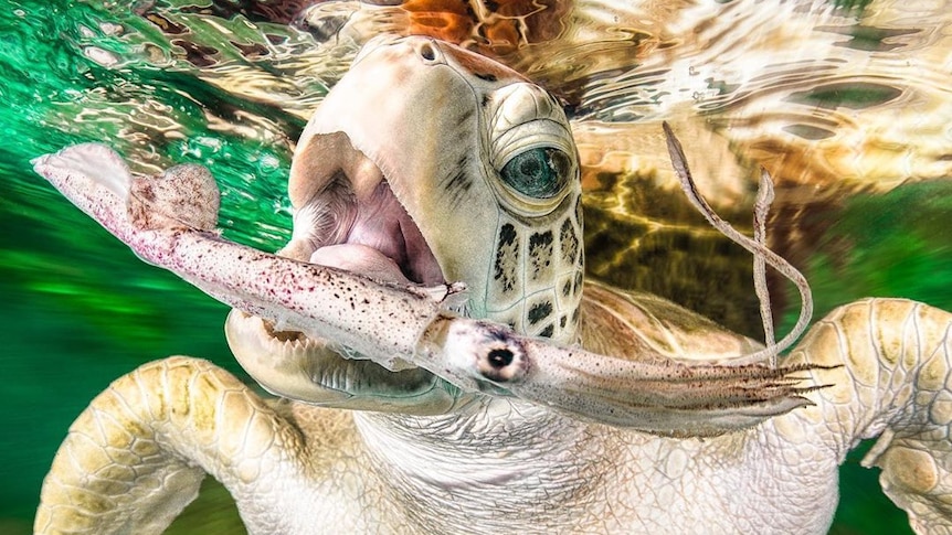 A turtle catches a squid in its mouth.