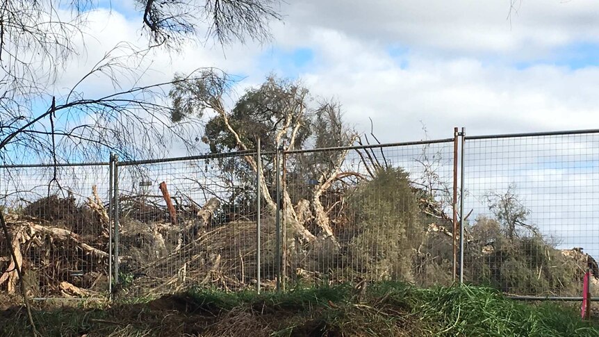 Bayswater wetland block with trees cut down.