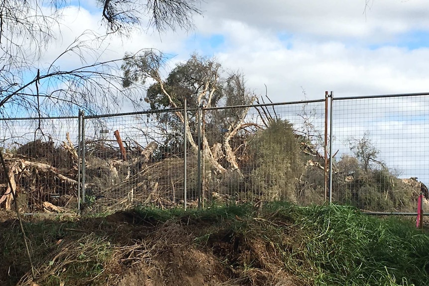 Bayswater wetland block with trees cut down.