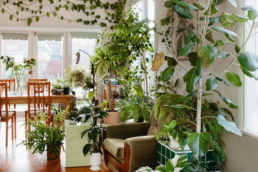 The interior of a Melbourne home with a wide variety of indoor plants, with a cacti greenhouse in the garden.