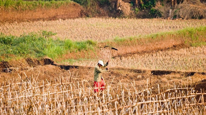 A man taking care of his harvest in a drought.