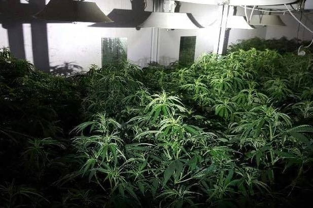 The alleged cannabis crop inside a Newcastle grow house in a building owned by Nga White
