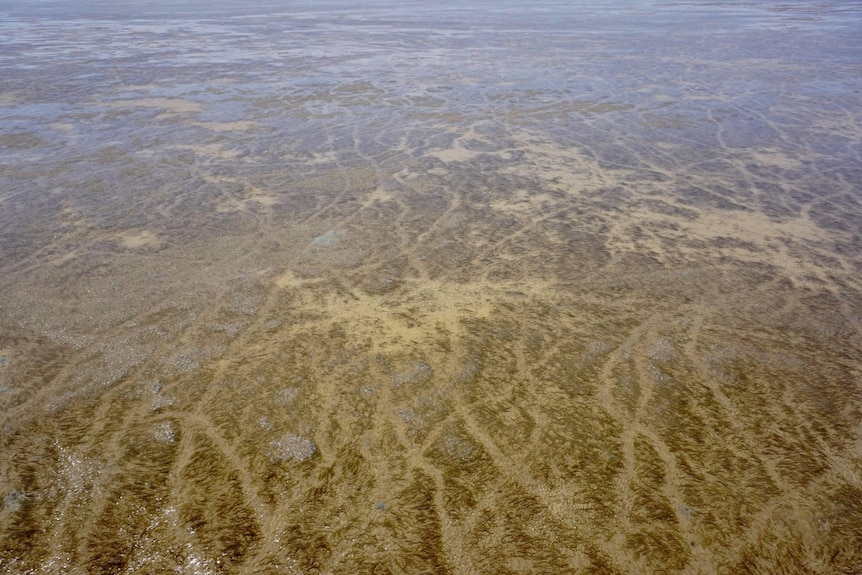 An aerial view of dugong tracks across seagrass meadows.