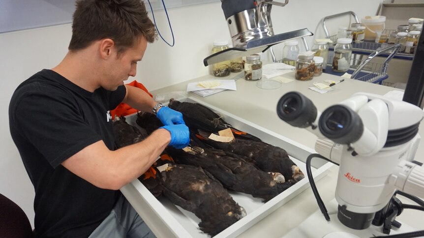 A young male scientist works with some bird carcasses in a lab.