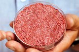 The world's first test-tube-grown beef burger is shown to cameras.
