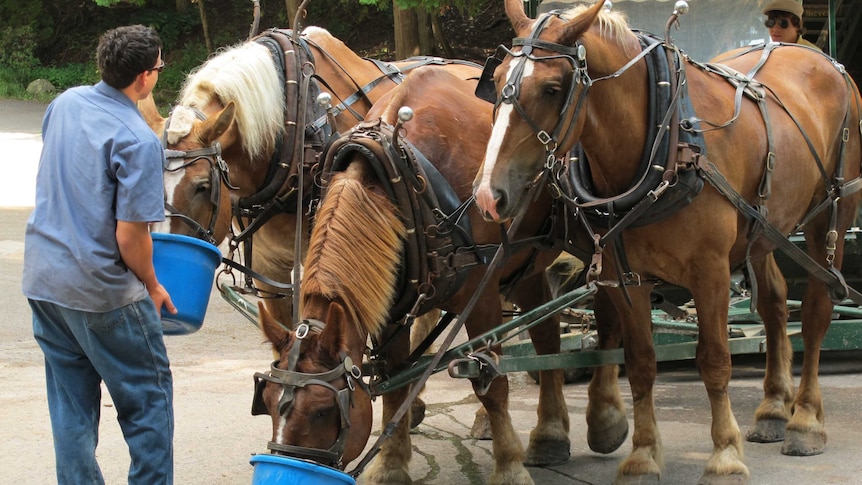 three brown horses drinking from blue buckets provided by a stablehand