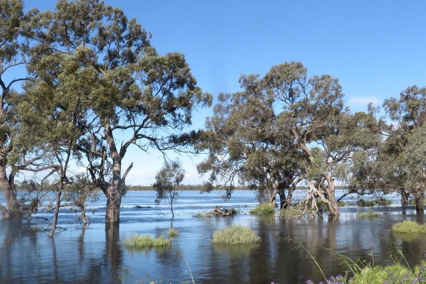 Flooding on the Niemur River