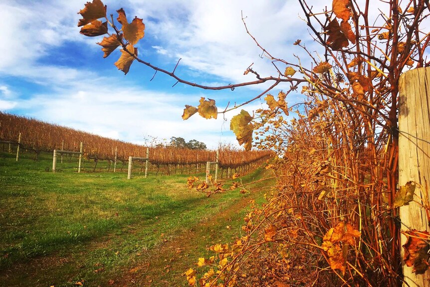 Leaves on the vineyard at Willow Bridge estate turn orange, marking the end of harvest.