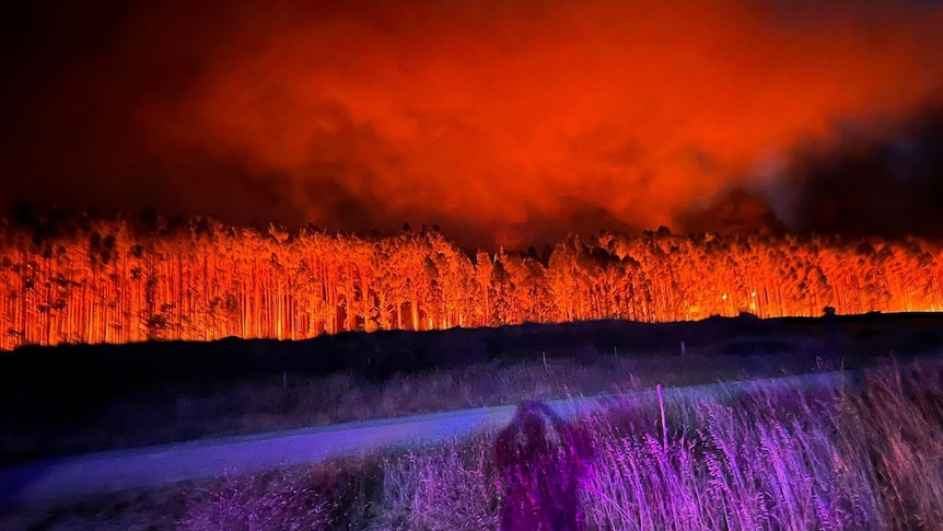 A large forest of trees shine with a red glow with fire in front of a dark sky.