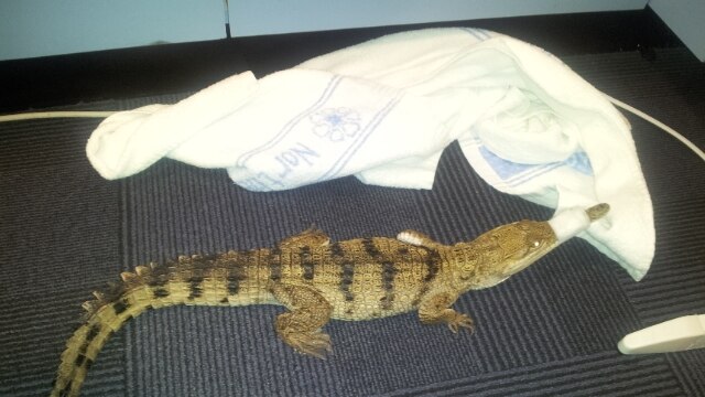 Small croc captured on road near police HQ.