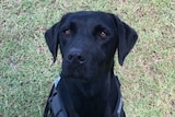Photo of black Labrador police dog