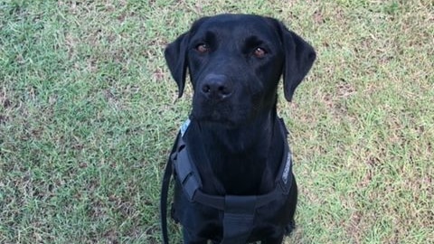 Photo of black Labrador police dog