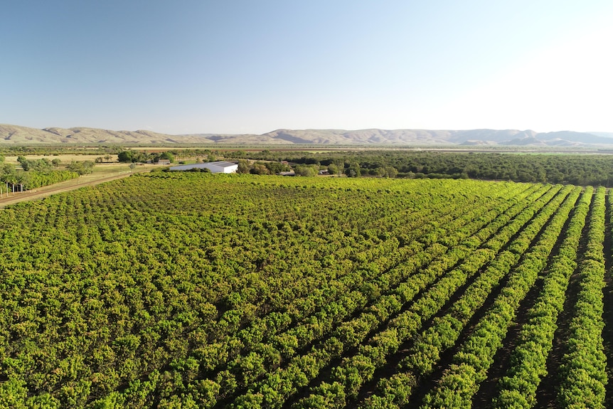 aerial view of a mango orchard