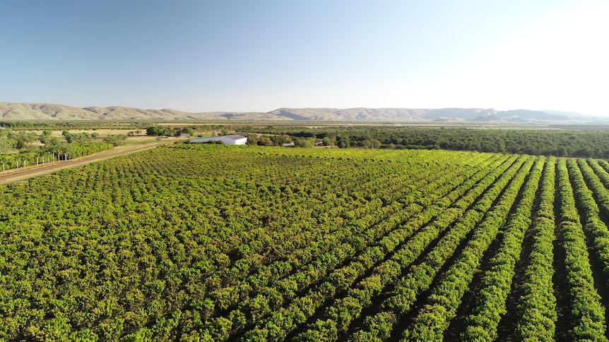 aerial view of a mango orchard